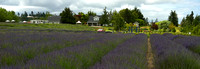 Lavender farm, Sequim