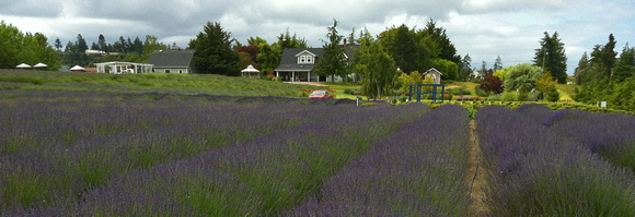 Lavender farm, Sequim